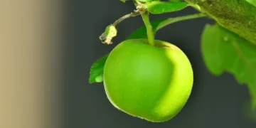 apple 1532055 960 720.jpg