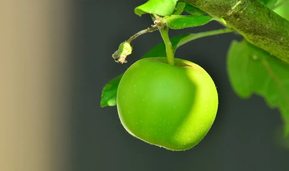 apple 1532055 960 720.jpg