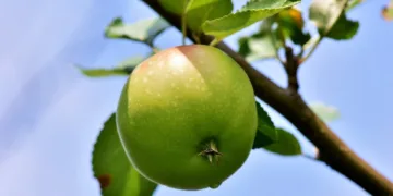 apple 3506215 960 720.jpg