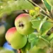 apple 3524113 960 720.jpg