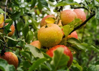 apple 4055926 960 720.jpg