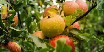 apple 4055926 960 720.jpg