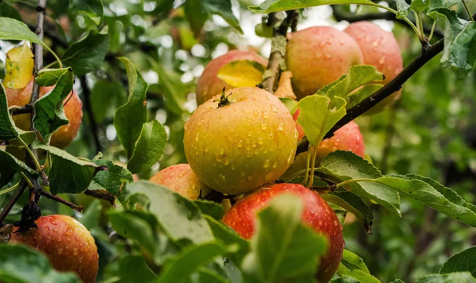 apple 4055926 960 720.jpg