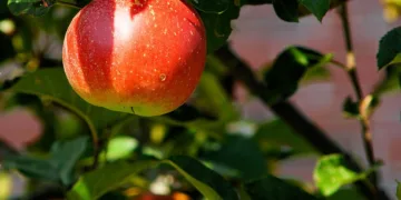 apple 429213 960 720.jpg