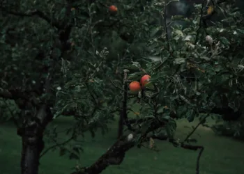 apple tree 7363143 960 720.jpg