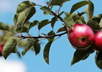 apples 2788651 960 720.jpg