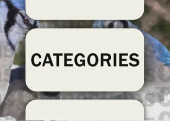 December 24, 2024: Today's Connections Clues & Solutions (Puzzle #562)