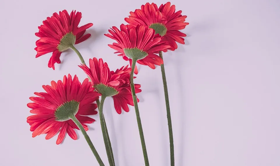 flowers 6561385 960 720.jpg