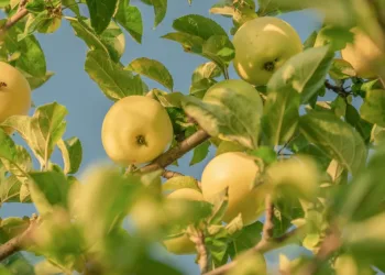 fruit 4557865 960 720.jpg