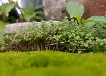 greenery 6560448 960 720.jpg