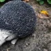 hedgehog 2705793 960 720.jpg