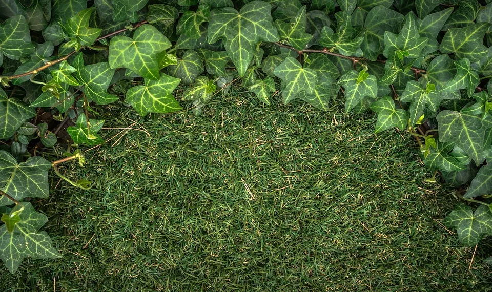 ivy 2203626 960 720.jpg