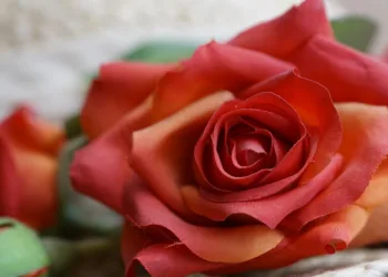 rose 6094622 960 720.jpg