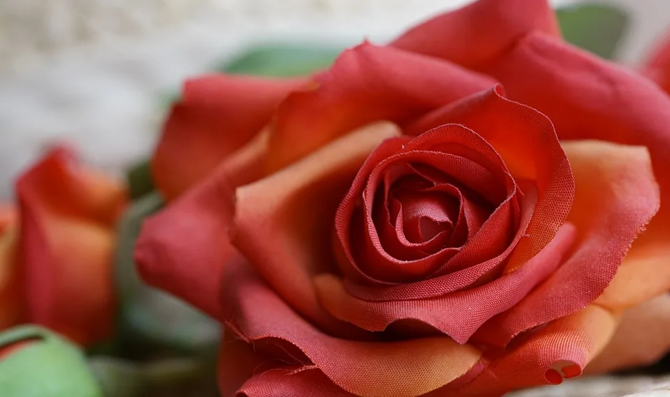 rose 6094622 960 720.jpg