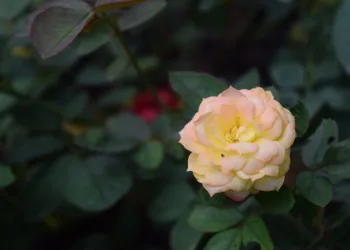 rose gold 3145139 960 720.jpg