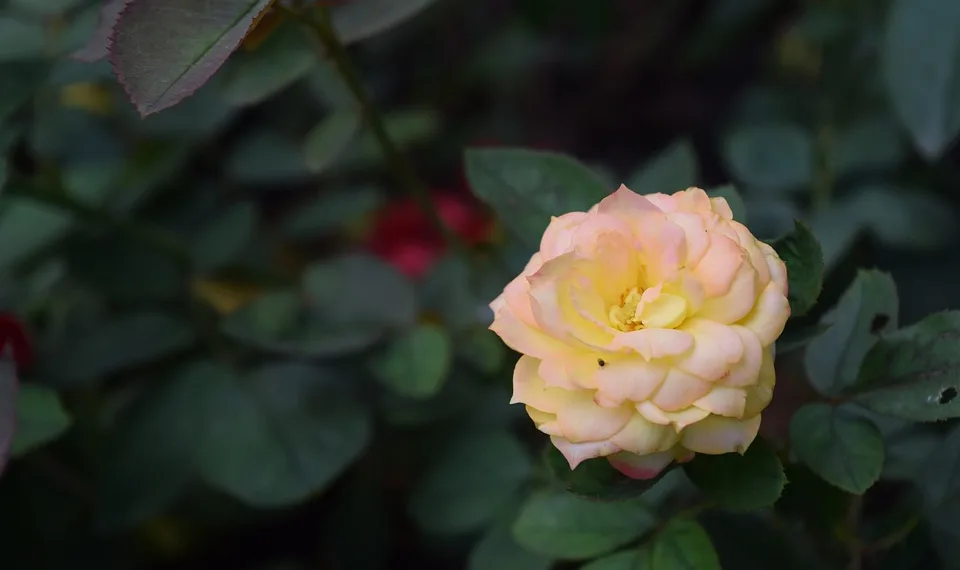 rose gold 3145139 960 720.jpg