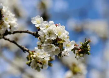 tree blossoms 6193809 960 720.jpg