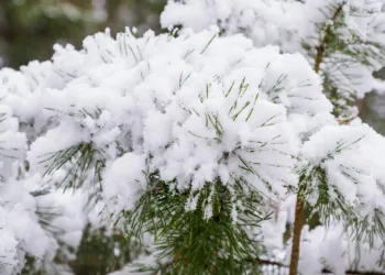 winter 4762125 960 720.jpg