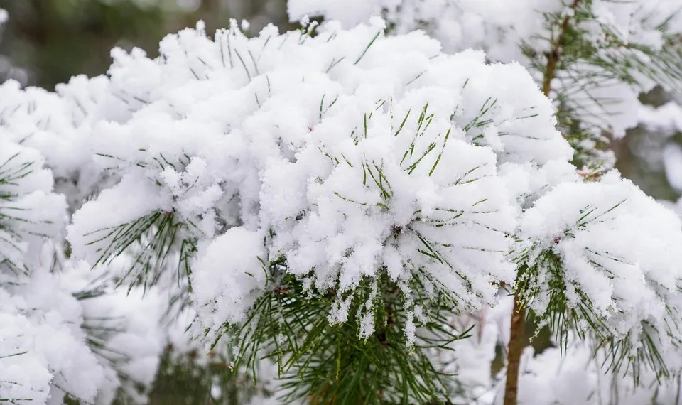 winter 4762125 960 720.jpg