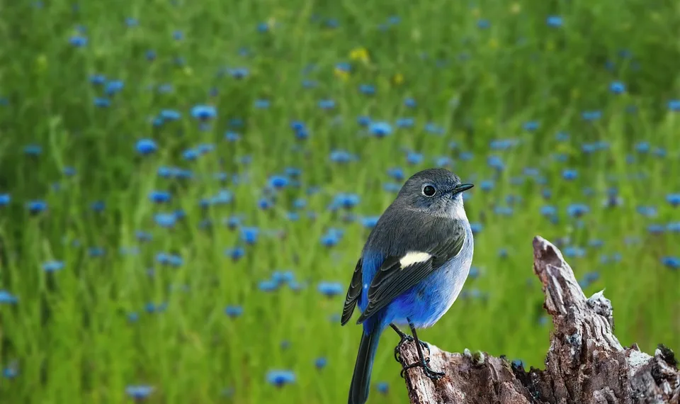 How To Turn On The Steam FPS Counter: A Step-by-Step Guide