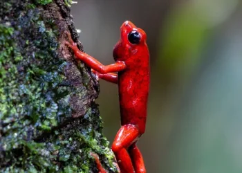 Oscar 2025 Official Nomination List Released