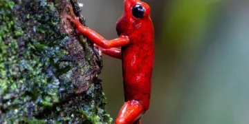 Oscar 2025 Official Nomination List Released