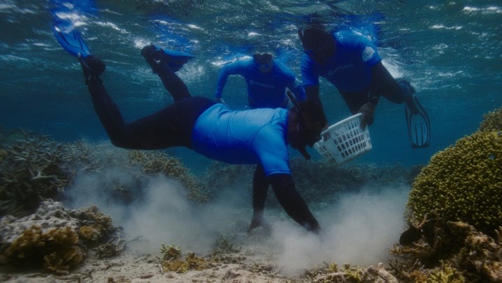 Exploring underwater reefs.