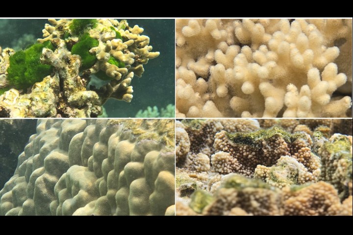 Photos taken using Ocean Mode on a Galaxy S24 Ultra.