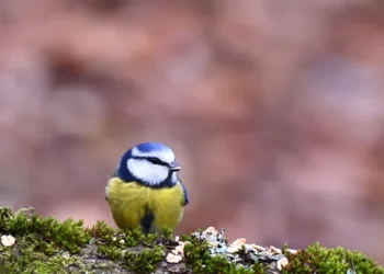 How to Turn On Closed Captions on PS5: A Step-by-Step Guide