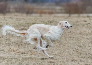 Can Running CPU Test Good For Game Asus Laptop?