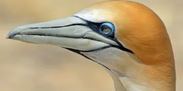 How To Boot Up New Asus Motherboard Without Network?