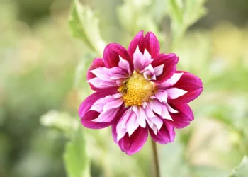 How To Screenshot On Asus Laptop?