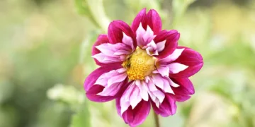 How To Screenshot On Asus Laptop?