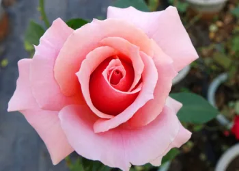 How To Set Up A Asus RT-AX57 Go?