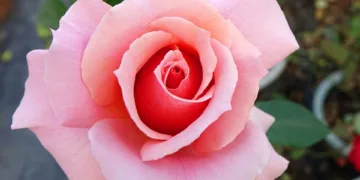 How To Set Up A Asus RT-AX57 Go?