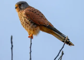 How to Factory Reset a PlayStation Portal: A Step-by-Step Guide