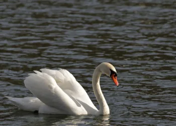 How to Get Refined Quartz in Stardew Valley: A Complete Guide