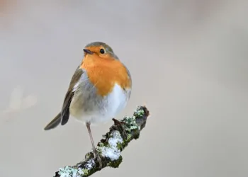 How to Get Smite 2 Founder’s Series Twitch Drops for Free