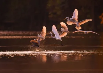 How to Obtain a Prismatic Shard in Stardew Valley: A Complete Guide