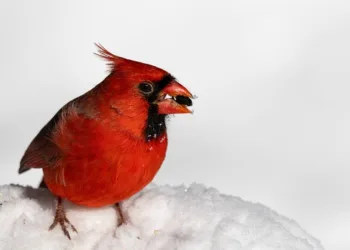 How to Obtain the Skull Key in Stardew Valley: A Step-by-Step Guide