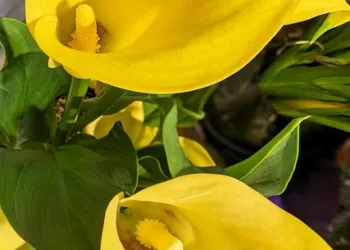 How to Unlock the Secret Cloud World in Donkey Kong Country Returns HD