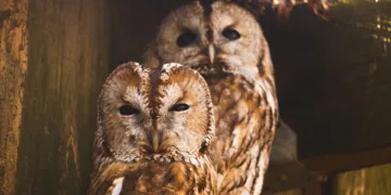 Is Asus ROG Strix G16 Bad?