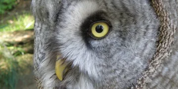 Is Asus ROG Strix G18 Bad?