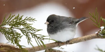 Justin Bieber Unfollows Hailey Bieber Amid Divorce Rumors