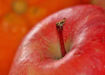 apple 1081105 960 720.jpg