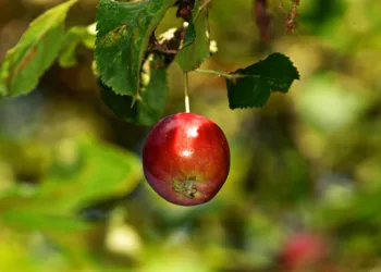 apple 3646043 960 720.jpg