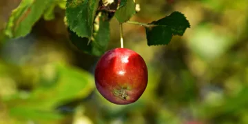 apple 3646043 960 720.jpg