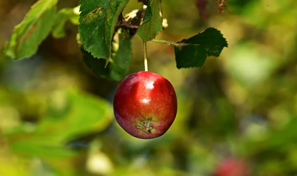 apple 3646043 960 720.jpg
