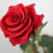 artificial red rose 4933142 960 720.jpg