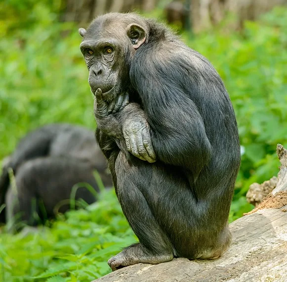 chimp 5083246 960 720.jpg